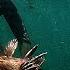 The Wall Is Alive Sunshine Coast Vancouver Island BC Spearfishing Freediving