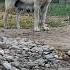 Maral Alabai Kangal Dog Animals Pitbull Alabaipower