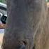 Deer Delight College Student S Joyful Carrot Showdown At Beijing Zoo