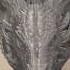 HUGE Dragon Head Trophy Which Color Should It Be 3dprinting Miniature
