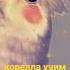 корелла учим петь скора на канале Cockatiel Song Shorts Shortvideo Love Tiktok