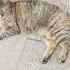 уличные кошки Cat веселыекоты Catlover прикольныекоты Cute красиваякошка Kitten