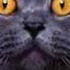 Numa Numa Kitty