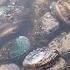 English Sub Xiao Zhang Rushed To The Sea And Found A Nest Of Abalone On The Stone Wall As Soon As