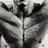 Arnold Schwarzenegger How To Become A Winner Motivational Video