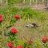 Peru Valente Sqn Aves Peru Animals Sitio