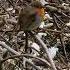 Don T Blink And You Will See What This Robin Been Doing Shorts Funnyvideo Birds