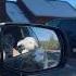 В 7 месяцев Лаки полюбил смотреть в окно влог Usa Puppy Dog Animal прогулка