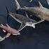 Shark Size Comparison 3D Animation