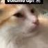 Cat Cute Meow TikTok Snoring Sound Effect Aaaaugh Meme