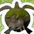 Turtle Portal
