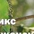 Абрахам Хикс Мужская и женская энергия Эстер Хикс