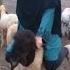 Small Sheep Riding Ll Most Requested Video Ll Rj Imrana