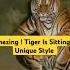 Amazing Tiger Is Sitting In Unique Style Hukum Tiger Jailer Yt 2424 2024shorts Short