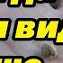 Андрей Волк Дальше действовать будем мы