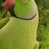 Indian Rose Ringed Parakeet P K Manillensis Indianparrot Paradise Homevideo