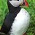 Did You Know Puffins Use Twigs As Tools Shorts Buzzbilt