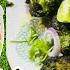 ಪ ರ ನ ಲ ಸ ಪ ಷಲ ಅಡ ಪ ಳ ಗ ರ ನ ಚ ಕನ ಟ ಕ ಕ ಆಕ ರ Hariyali Chicken Tikka Kebab Green Tikka
