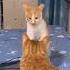 Erik Dalı Oynayan Kedi Erikdalı Erik Yks Lgs Ayt 2023 2024 2025 Test Study