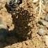 The SECRET LIFE Of Bindweed Turret Bees