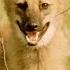 BBC Earth Успокаивающие Звуки Животных на Лугах Южной Америки Animal ASMR