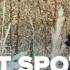 Bigfoot Sighting In South Carolina Sparks New Investigation By Animal Planet Host