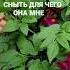 Сорняк с дачи очень пригодился Полезная СНЫТЬ рекомендации полезныесоветы Shortvideo 2023