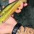 Baby Arapaima Vs Big Arapaima Attack Short Shorts Arapaima Monsterfish Ytshort Fishing