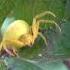 Flower Spider On Chokeberry Shorts Spider Flowerspider Chokeberry