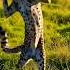 Leopard Dance X Toha Mary Debana Romantic Animal Groove Shortsvideo Animal Dance
