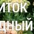 Очиток видный Эффектный сентябрьский цветник