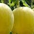 Secrets To Growing Yellow Watermelons Tips For Big Sweet And Juicy Fruits