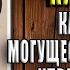 Очаровательный кишечник Как самый могущественный орган управляет нами Джулия Эндерс Аудиокнига