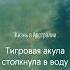 Тигровая акула столкнула в воду австралия акула интересное интересно опасно океан море