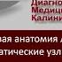 Общая и ультразвуковая анатомия лимфатических узлов Лимфатические узлы шеи