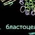 Стволовые клетки эмбрионов видео 9 Деление Клетки Биология