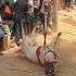 Sad Moment Bull Dashing Current Pole Komaragunta Jallikattu Chittoorjallikattu Runwithvinay
