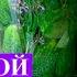 Огурцы приворотные с лавандой шалфеем и мятой