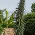 Gran Grows Britain S Tallest Garden Flower At 16ft Tall