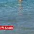 Shark Attack Rio De Janeiro Atlantic Ocean Shark Travel Subscribe Comedy Brazil Ocean