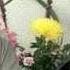 Family Constellations Training 2