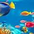 Meditation Music To Reduce Stress Depression Video Of A Beautiful Aquarium With Koi Fish 5