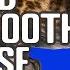 How Did Saber Toothed Tigers Use Their Fangs Why Are Sabertooth Cats Teeth Good For Hunting