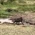 A Crocodile Snatches A Baboon