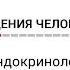 Биология поведения человека Лекция 13 Неврология и эндокринология продвинутый уровень