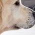 Golden Retriever Meets New Tiny Kitten For The First Time