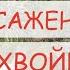 КАК ПОДОБРАТЬ ХВОЙНЫЕ ДЛЯ СВОЕГО УЧАСТКА Саженцы хвойных пород деревьев и кустарники по ГОСТ