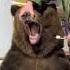 Brave Man Brushes Bears Pearly Whites