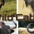 Types Of Wild Cattles