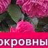 Все о почвопокровных розах моего сада Советы по уходу Урал 2 3 климатическая зона